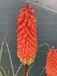 GRDplanten Groendecor Tuinarchitectuur 6x Vuurpijl, Fakkelelie - Kniphofia 'Alcazar' | 9x9 cm pot