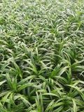 GRDplanten 6x Leliegras - Liriope musc. 'Gold Banded' | 9x9 cm pot