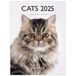 DRAEGER PARIS 1886 Kleine wandkalender katten 2025, 14 x 18 cm, september 2024 tot december 2025, 12 foto's, 7 talen, hoogwaardig papier, compacte en elegante organisatie, ideaal als cadeau