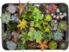 Green Boutiq ZynesFlora Mini Succulenten Mix in Ø 5,5 cm Plantenpot - 30 Stuks - Hoogte: 5-10 cm - Echte Succulent Vetplant Gemakkelijke Kamerplant