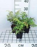 GRDplanten Groendecor Tuinarchitectuur 6x Japanse Regenboogvaren - Athyrium nip. 'Metallicum' ('pictum') | 9x9 cm pot