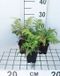 GRDplanten Groendecor Tuinarchitectuur 6x Japanse Regenboogvaren - Athyrium nip. 'Metallicum' ('pictum') | 9x9 cm pot