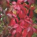 Arborix Parthenocissus Parthenocissus Quinquefolia - Wilde wingerd 50-60 cm pot