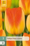 JUB Tulipa Prinz Armin bloembol 7 stuks