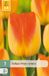 JUB Tulipa Prinz Armin bloembol 7 stuks