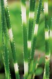 Moerings Scirpus tabermont Zebrinus P9 Vijverplant
