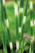 Moerings Scirpus tabermont Zebrinus P9 Vijverplant