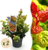 boutiQ Leucothoe Curly Gold Jaune 2 Plantes Persistant Peu d'entretien