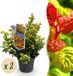 boutiQ Leucothoe Curly Gold Jaune 2 Plantes Persistant Peu d'entretien