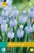 Jub Muscari azureum bloembollen 10 bollen Druifhyacint JUB