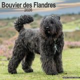 Avonside Bouvier Kalender 2026 Wandkalender Dieren nl