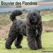 Avonside Bouvier Kalender 2026 Wandkalender Dieren nl