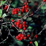 Arborix ARONIA ARBUTIFOLIA 'BRILLIANT' - Zwarte appelbes 40 - 60 cm in pot