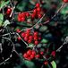 Arborix ARONIA ARBUTIFOLIA 'BRILLIANT' - Zwarte appelbes 40 - 60 cm in pot