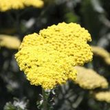 Arborix Achillea 6 x Achillea 'Moonshine' - Duizendblad pot 9x9cm - Gele bloemen, langbloeiend, aantrekkelijk voor vlinders