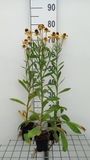 Groendecor Tuinarchitectuur Helenium hybr. 'Wesergold' | pot 9x9 cm