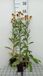GRDplanten Groendecor Tuinarchitectuur 6x Zonnekruid - Helenuim hybr. 'Wesergold' | 9x9 cm pot