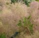 Cotinus Coggygria 'Young Lady' - Pruikenboom 40-60 cm pot