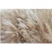Pampas Papier Peint Panoramique - 382 cm X 255 cm