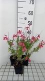 GRDplanten Groendecor Tuinarchitectuur 6x Struiksalie - Salvia greggii 'Lipstick' | 9x9 cm pot
