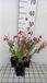 GRDplanten Groendecor Tuinarchitectuur 6x Struiksalie - Salvia greggii 'Lipstick' | 9x9 cm pot