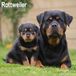 Avonside Rottweiler Kalender 2026 Wandkalender