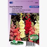 Sluis Garden - Zomerviolier Dwarf Ten Weeks Mix (Matthiola)