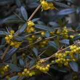 Arborix Berberis Berberis Julianae - Zuurbes 30 - 40 cm in pot