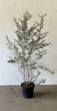 Qweeker Duindoorn 100-125 cm (in pot) - Hippophae rhamnoides - Ø26 cm - inheemse plant - natuurlijke bescherming dankzij doorns - eetbare oranje bessen