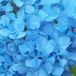 Arborix Hydrangea Macrophylla 'Nikko Blue' - Hortensia - 25-30 cm in pot