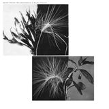 Konkurrent Andrew Pekler - New Environments & Rhythm Studies (LP)