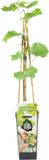 Bloomique - Vitis Vinifera Vroege van der Laan - Druivenplant - Witte Druiven - Fruitplanten - Tuinplanten - Winterhard - Hoogte 50-70 cm - Pot 15 cm
