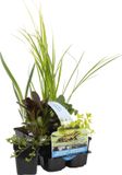 Bloomique - Set van 6 - Zuiverende Vijverplanten - Acorus, Carex, Hippuris, Iris, Sparganium, Typha - Vijverzone 1 & 2 - Hoogte 15-25 cm - Pot 9 cm