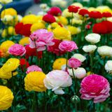 Merkloos / Sans marque Dutch Bulbs B.V. Ranonkel Bloembollen Winterhard - Mix van 5 kleuren - 50 stuks