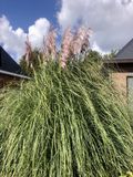 GRDplanten Pampasgras 6x Pampasgras - Cortaderia Selloana 'Rosea' | 9x9 cm pot