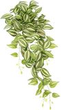 Flair Flower Kunstmatige Tradescantia Hangende Klimopwijnstok Garland Nep Kunstplant Struikplant Klimplant Hangplant Kamerplant Klimopwijnstok, 151723GNR, ca. 80x28x26 cm