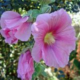 Arborix Alcea 6 x Alcea Rosea 'Rosea'-Stokroos pot 9x9 cm