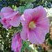 Arborix Alcea 6 x Alcea Rosea 'Rosea'-Stokroos pot 9x9 cm