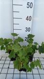 GRDplanten Groendecor Tuinarchitectuur 6x Vrouwenmantel - Alchemilla epipsila | pot 9 x 9 cm