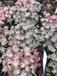 GRDplanten Groendecor Tuinarchitectuur 6x Vetkruid - Sedum spathulifolium 'Purpureum' | 9x9 cm pot