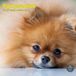 Baker & Bray Pomeranian Kalender 2027 Wandkalender Dieren Bruin nl