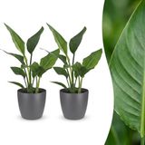 Green boutiQ Strelitzia Reginea Paradijsvogelbloem - 2 Planten - Pot 12cm - Hoogte 35cm