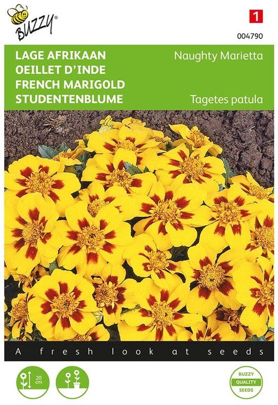 Buzzy Afrikaantje Naughty Marietta (Tagetes patula nana)