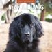 Red Robin Newfoundlander Kalender 2027 Wandkalender