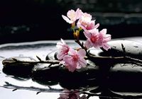 AG Design Sakura bloem op stenen, vliesfotobehang-4 delen, multicolor 0,1 x 360 x 270 cm