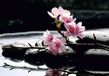 AG Design Sakura bloem op stenen, vliesfotobehang-4 delen, multicolor 0,1 x 360 x 270 cm