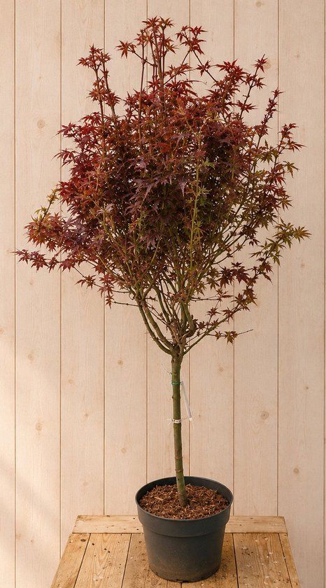 Warentuin natuurlijk Acer Palmatum Japanse Esdoorn 'Shaina' 140 cm