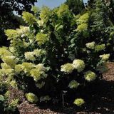 Hortensia Paniculata 'Phantom' - Hortensia 40-50 cm in pot