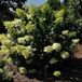 Hortensia Paniculata 'Phantom' - Hortensia 40-50 cm in pot