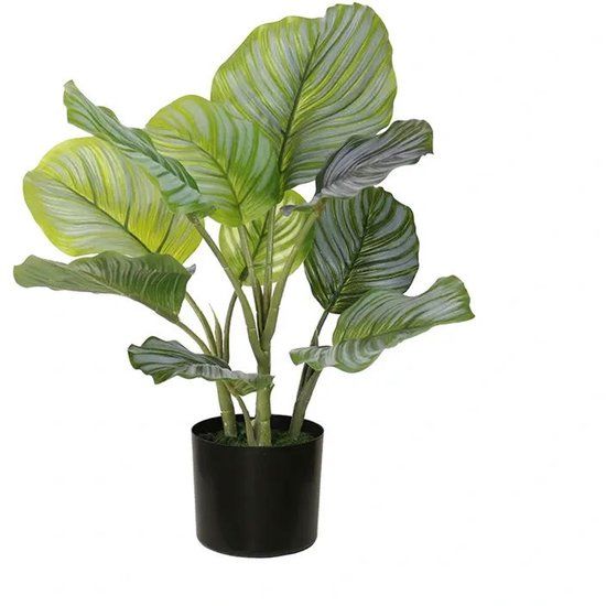 Buitengewoon Boet Buitengewoon de Boet Calathea orbifolia 50 cm kunstplant